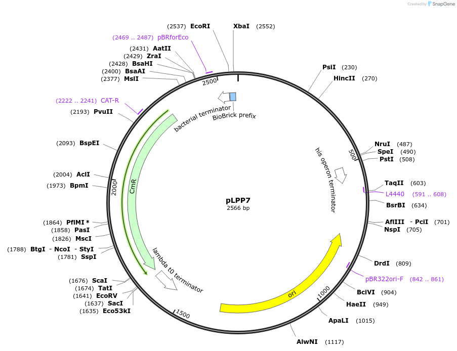 209969-plasmid-map-sequence-id-419333