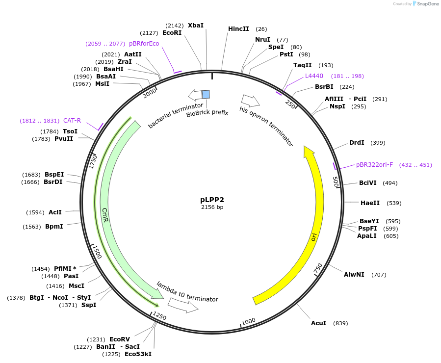 209964-plasmid-map-sequence-id-419341