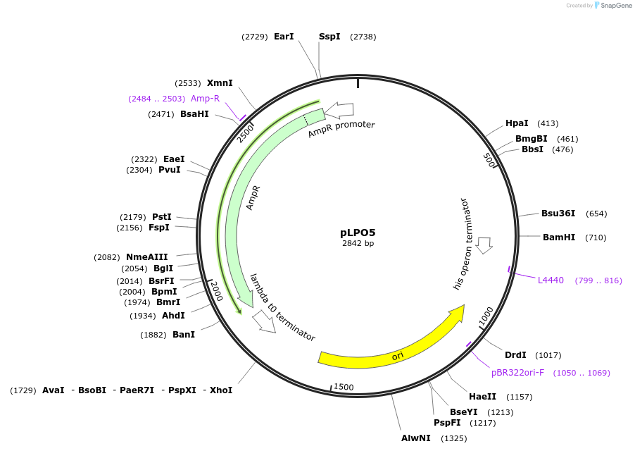 209987-plasmid-map-sequence-id-419346