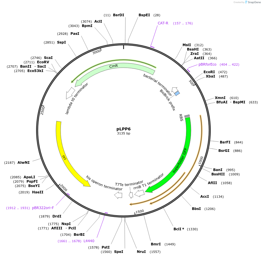 209968-plasmid-map-sequence-id-419374