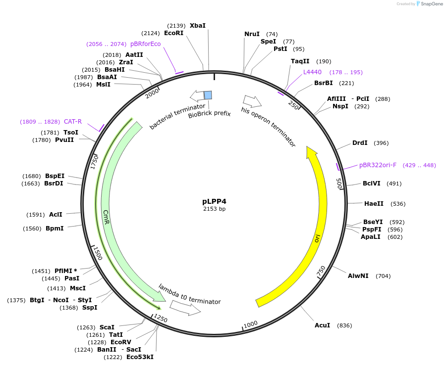 209966-plasmid-map-sequence-id-419376