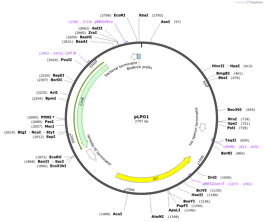 209975-plasmid-map-sequence-id-419377