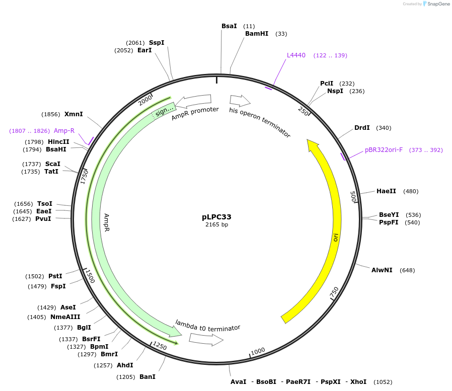 209984-plasmid-map-sequence-id-419378