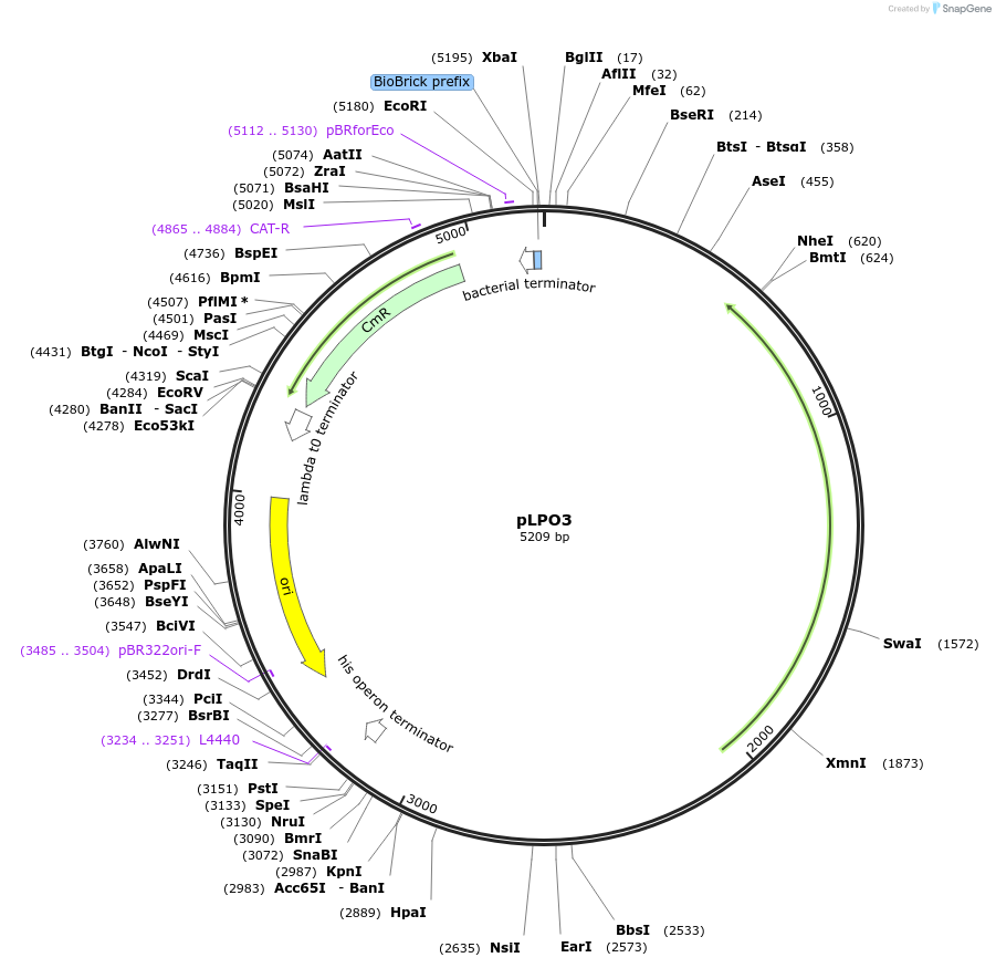 209977-plasmid-map-sequence-id-419379