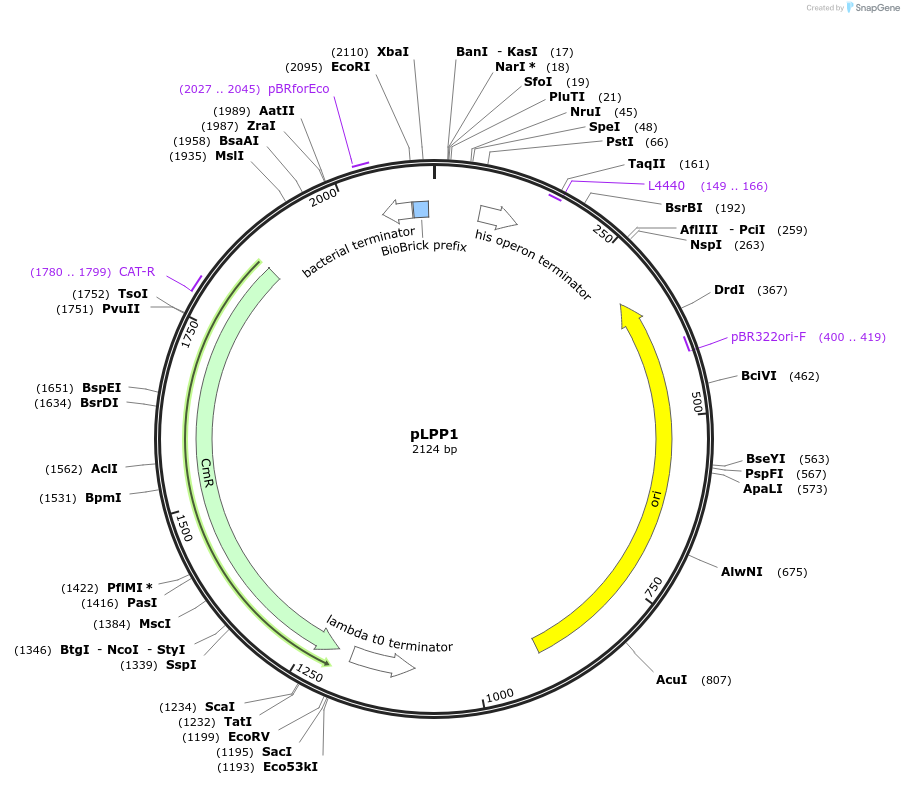 209963-plasmid-map-sequence-id-419380