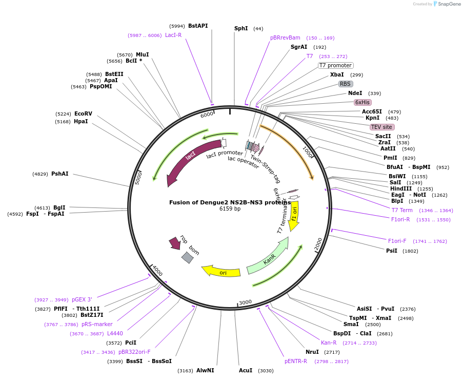 204792-plasmid-map-sequence-id-419417