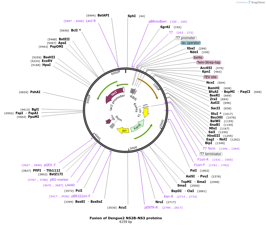 204793-plasmid-map-sequence-id-419420