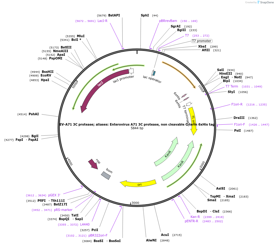 204816-plasmid-map-sequence-id-419427