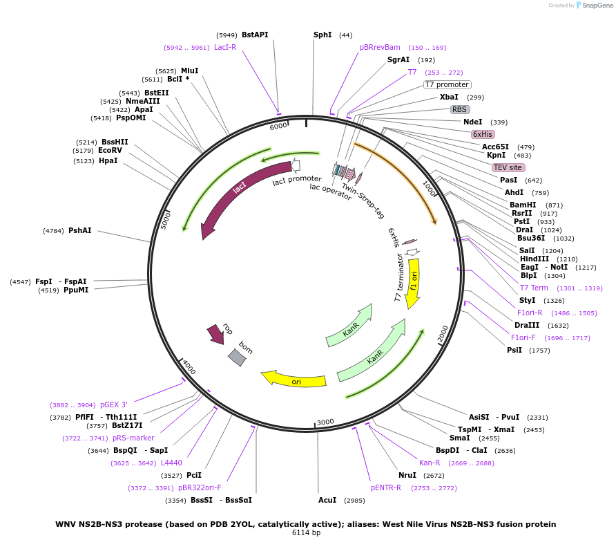 204798-plasmid-map-sequence-id-419428