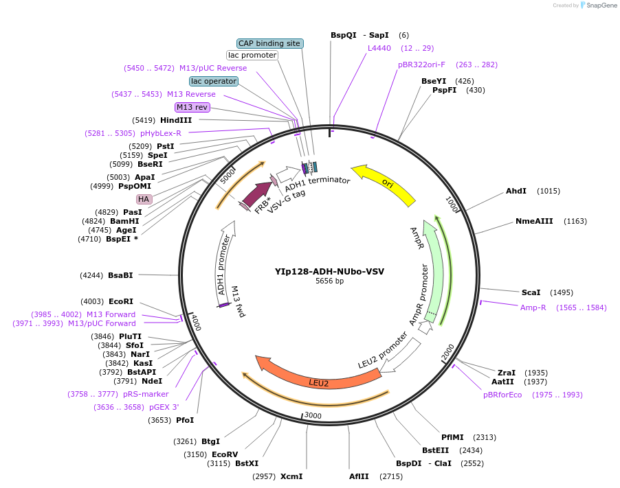 212728-plasmid-map-sequence-id-419434
