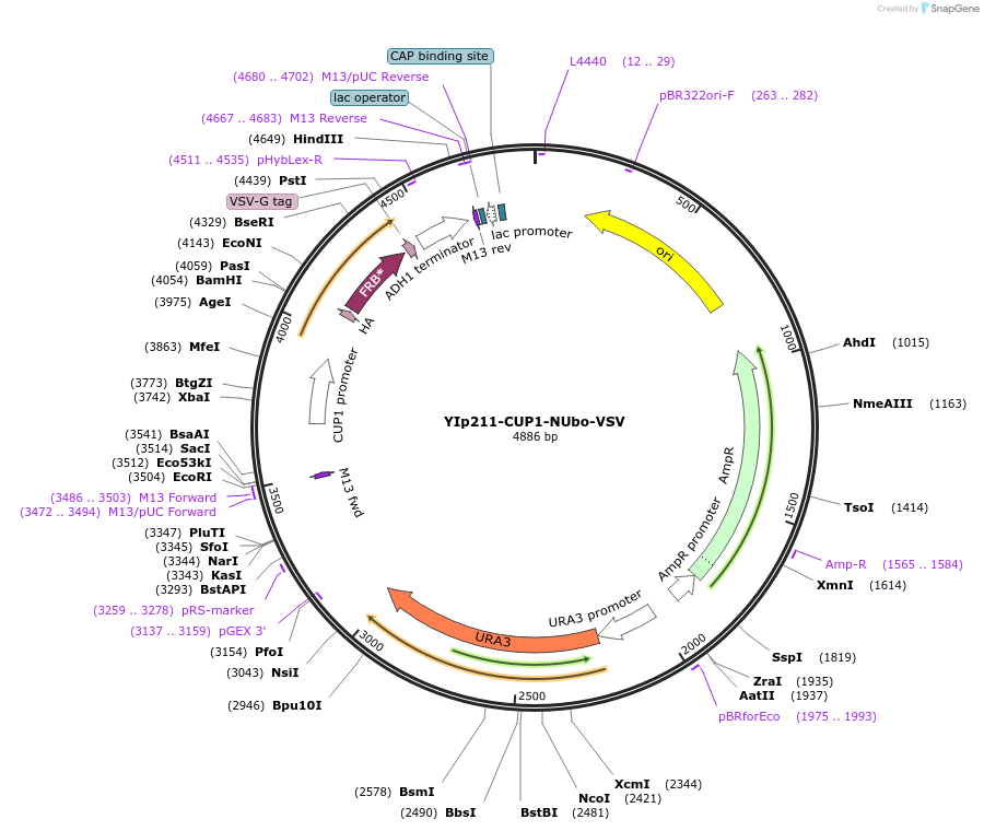 212730-plasmid-map-sequence-id-419485
