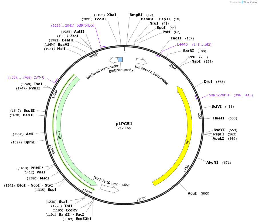 209990-plasmid-map-sequence-id-419487
