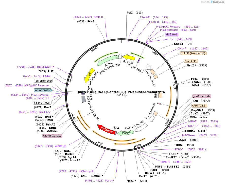 210612-plasmid-map-sequence-id-419492