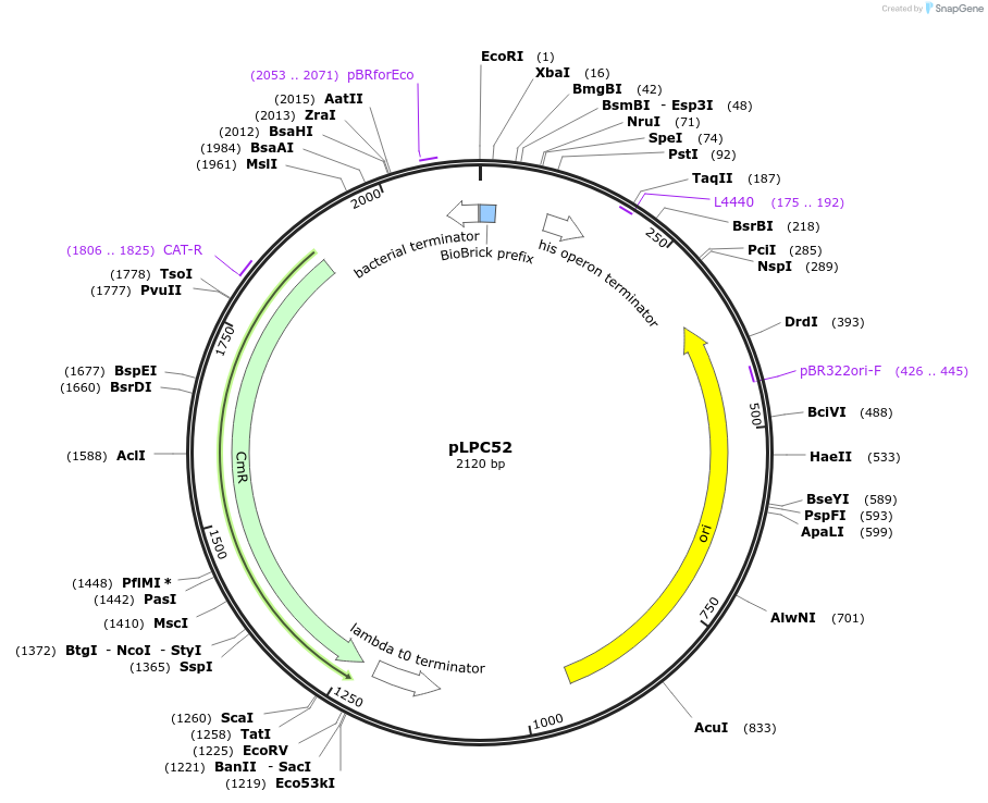 209991-plasmid-map-sequence-id-419493