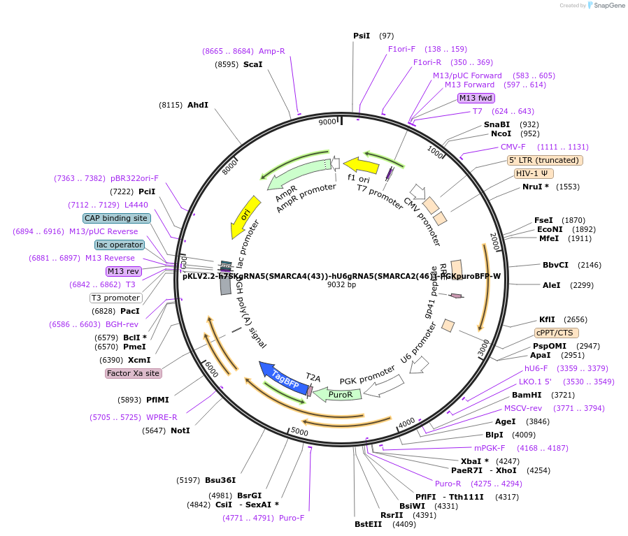 200504-plasmid-map-sequence-id-419494