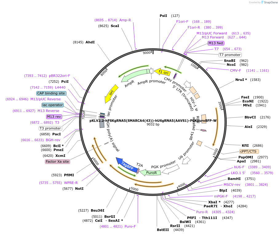 200503-plasmid-map-sequence-id-419497