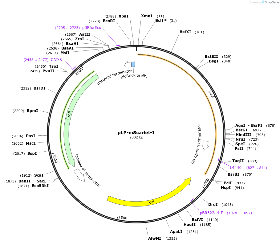 209993-plasmid-map-sequence-id-419499