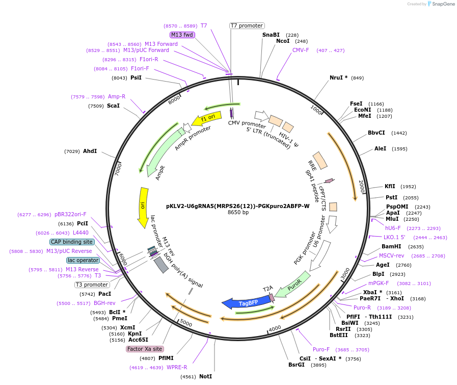 200498-plasmid-map-sequence-id-419500