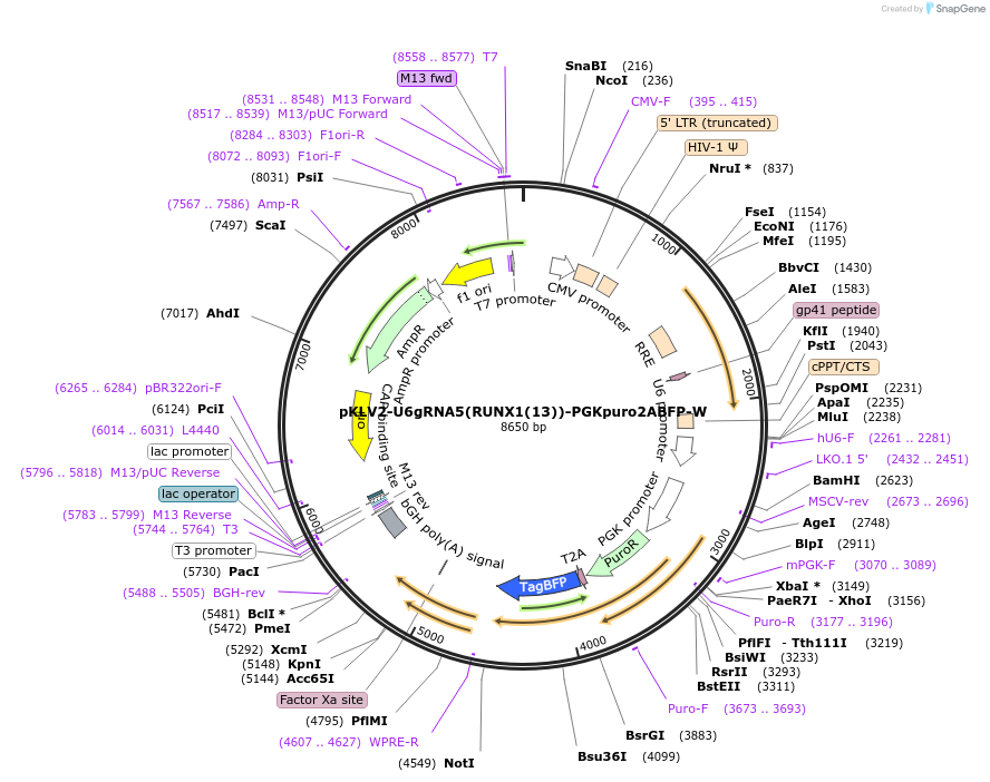 200501-plasmid-map-sequence-id-419504