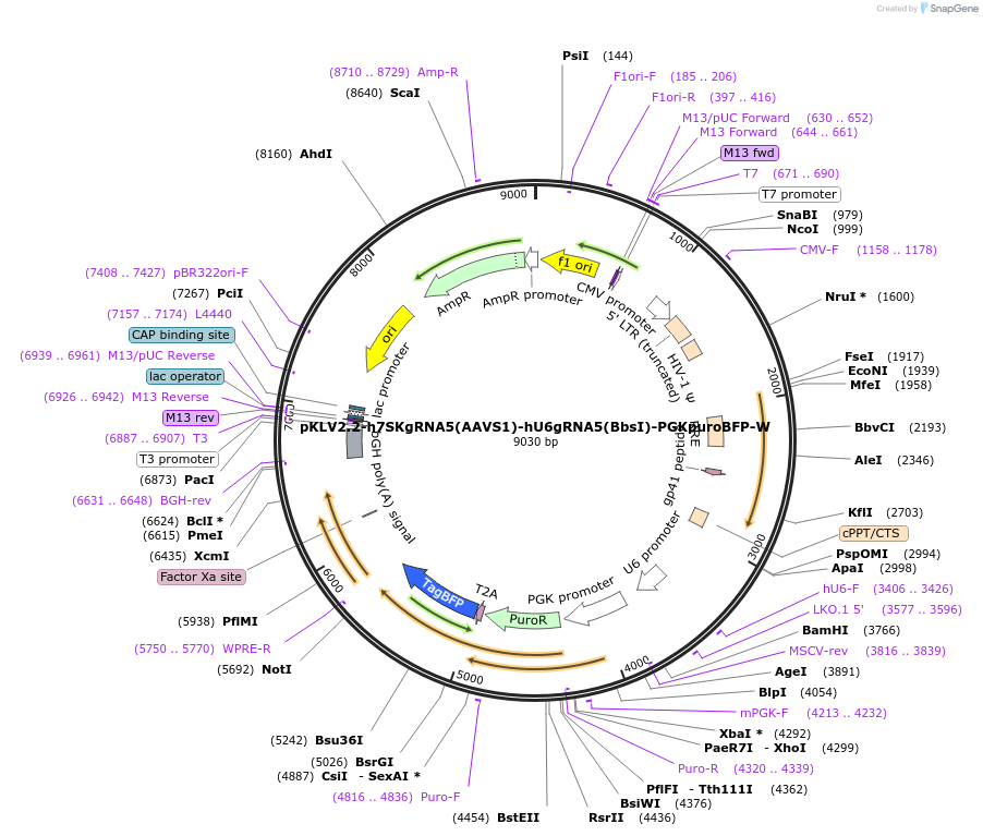 200502-plasmid-map-sequence-id-419505