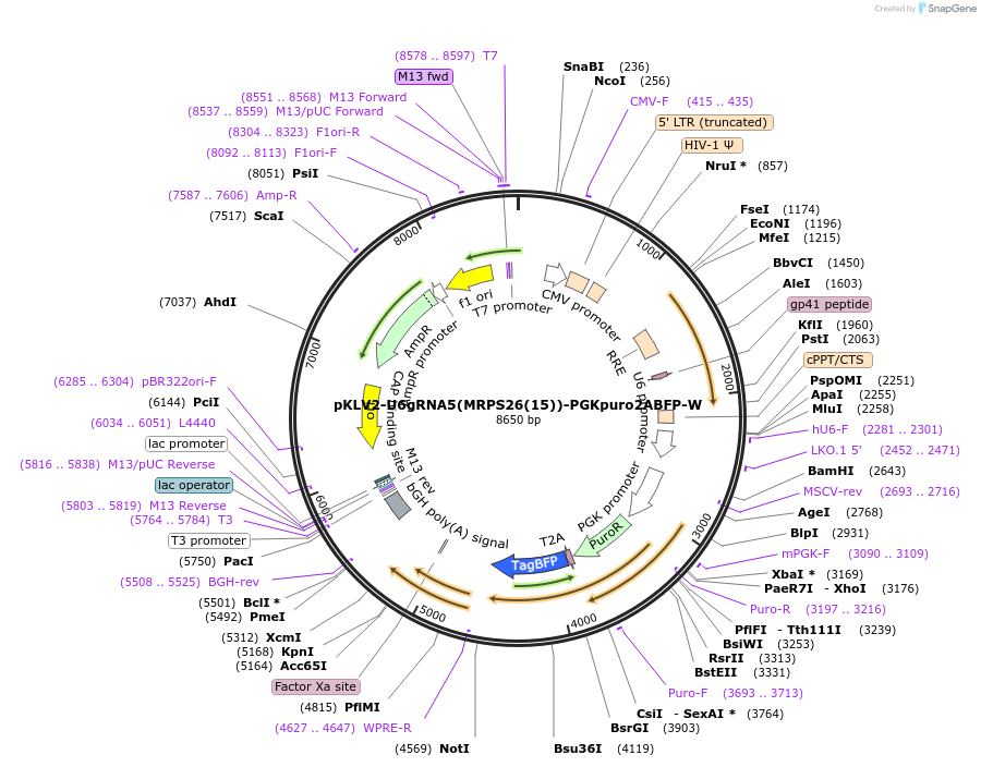 200499-plasmid-map-sequence-id-419541