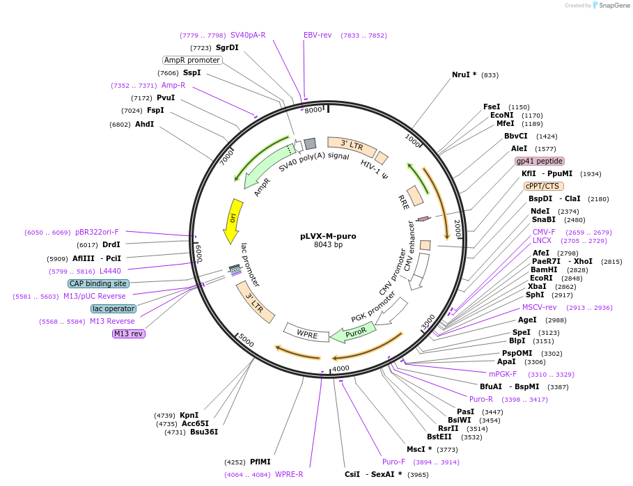 125839-plasmid-map-sequence-id-419543
