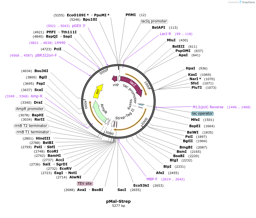 209345-plasmid-map-sequence-id-419544