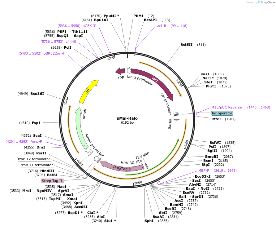 209349-plasmid-map-sequence-id-419545