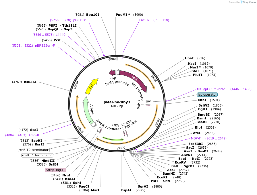 209348-plasmid-map-sequence-id-419546