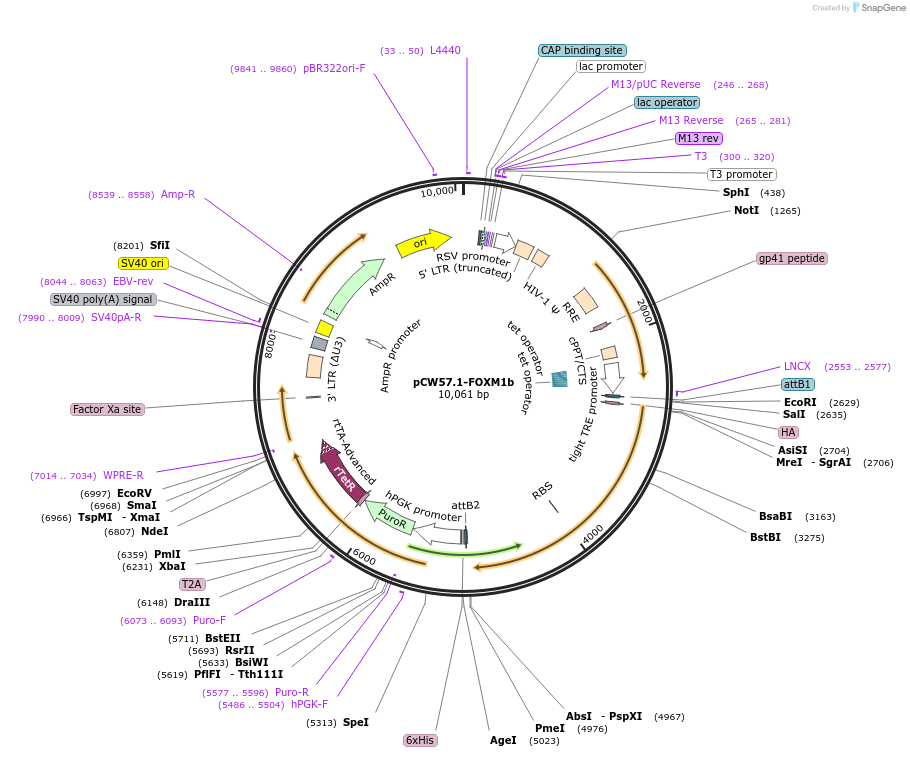 68811-plasmid-map-sequence-id-419548