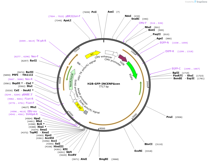 184044-plasmid-map-sequence-id-419560