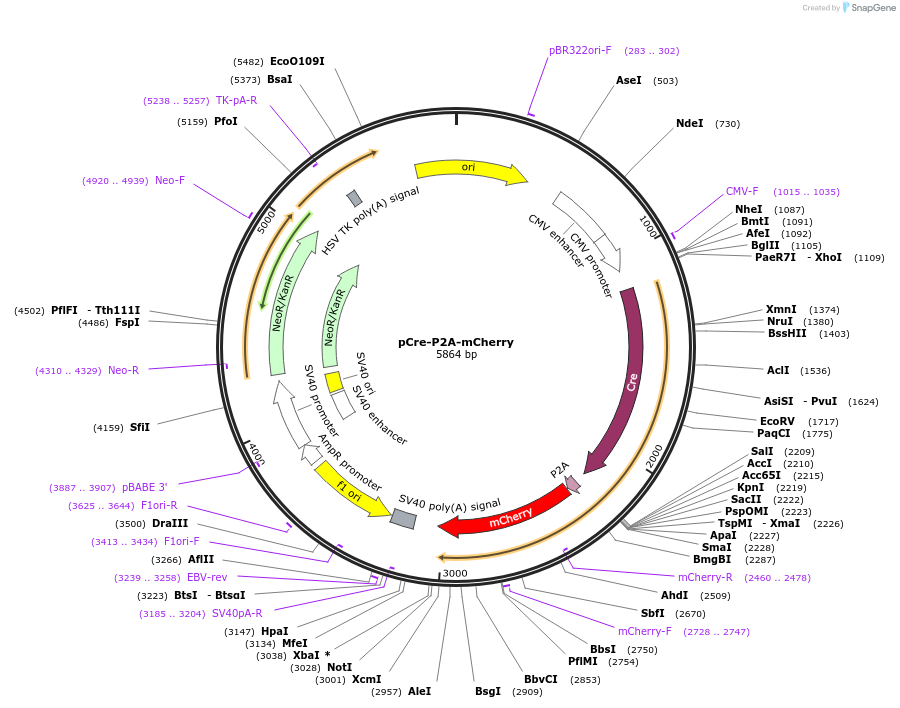 212105-plasmid-map-sequence-id-419563