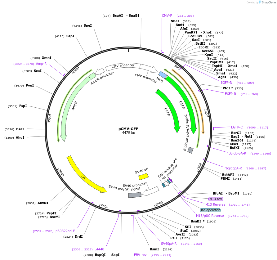 11153-plasmid-map-sequence-id-419570