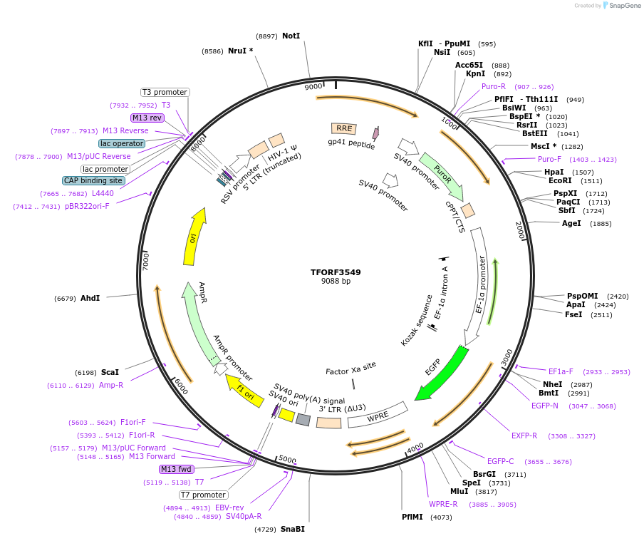 145025-plasmid-map-sequence-id-419572