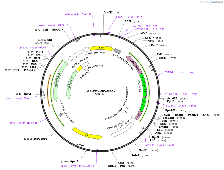 40753-plasmid-map-sequence-id-419574