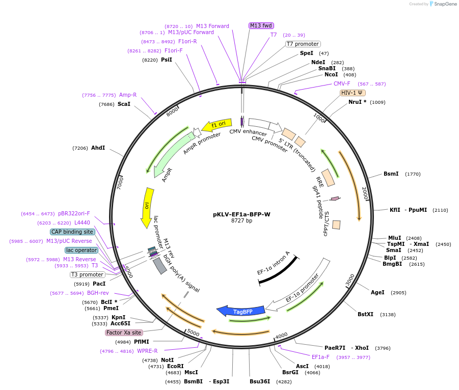 208757-plasmid-map-sequence-id-419577