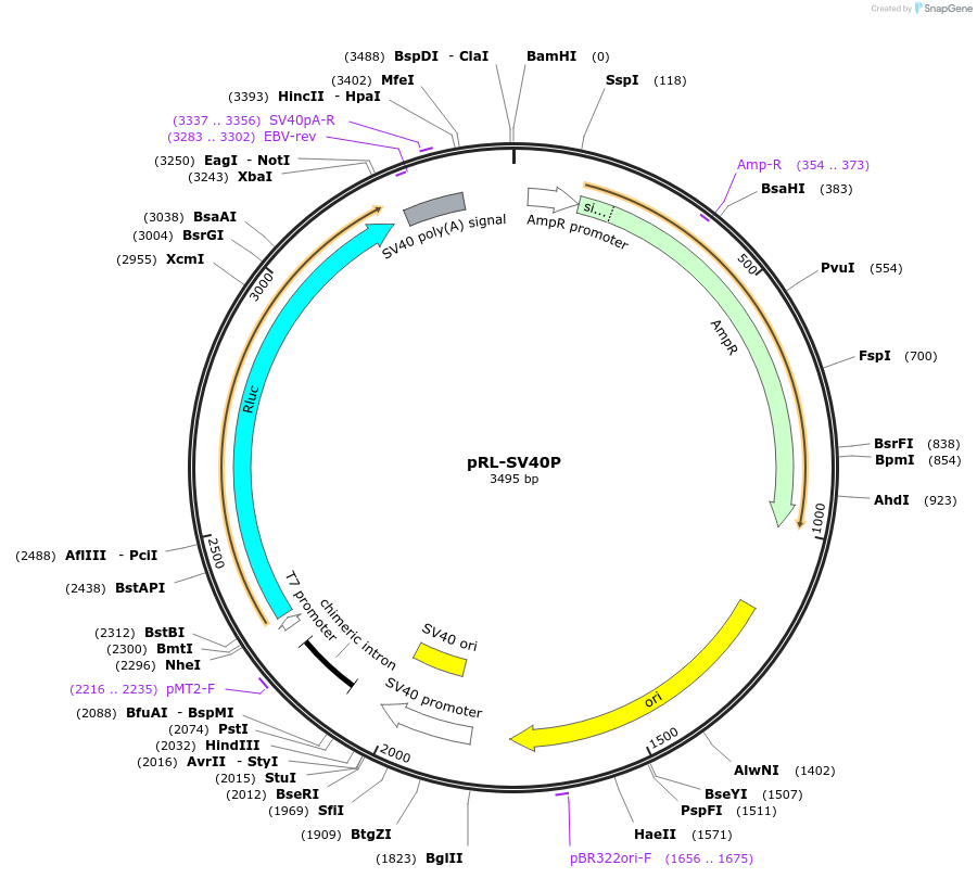 27163-plasmid-map-sequence-id-419582