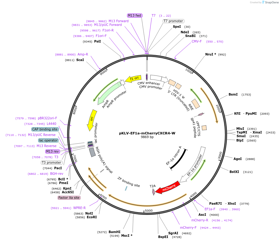 200102-plasmid-map-sequence-id-419583