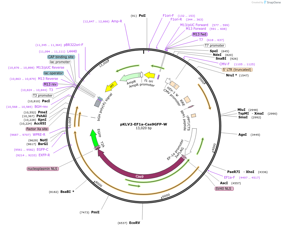 200100-plasmid-map-sequence-id-419586