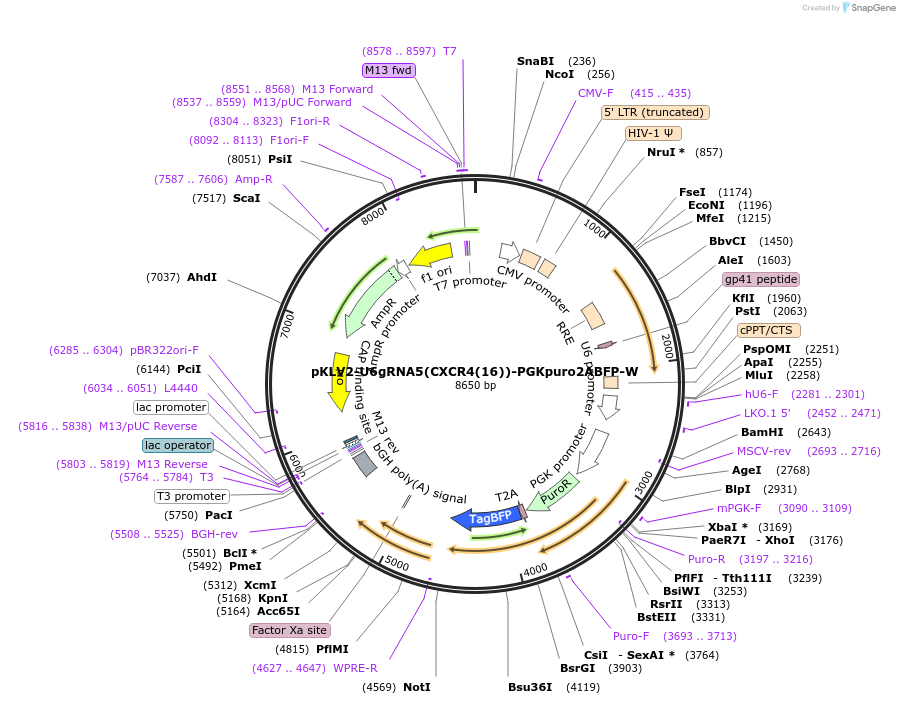 200461-plasmid-map-sequence-id-419590