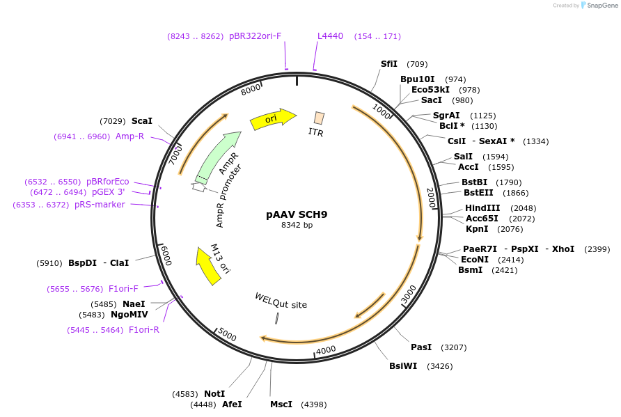 212708-plasmid-map-sequence-id-419601