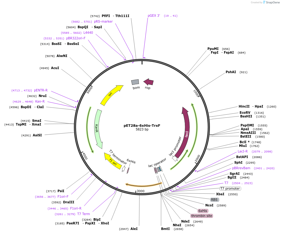 207454-plasmid-map-sequence-id-419602