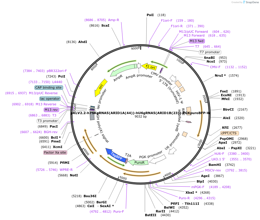200508-plasmid-map-sequence-id-419621