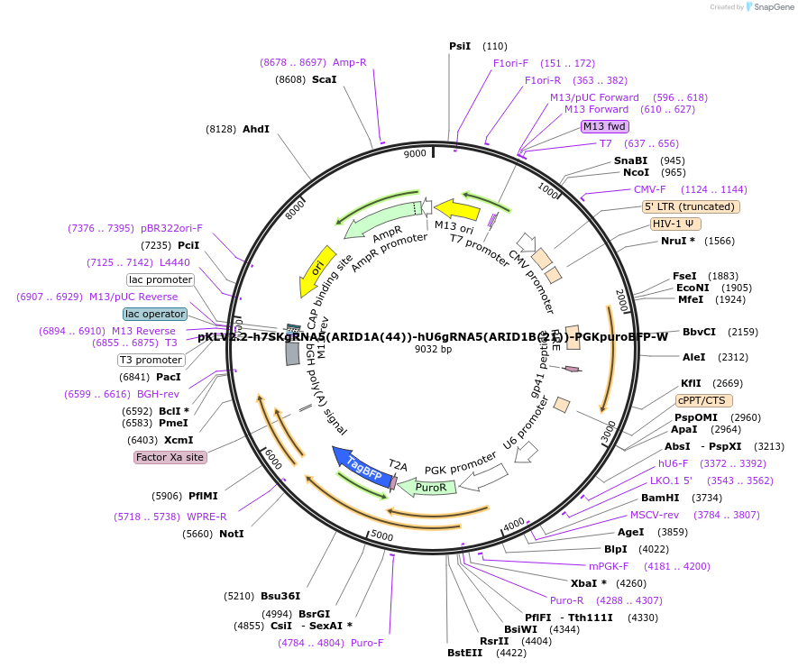 200507-plasmid-map-sequence-id-419625