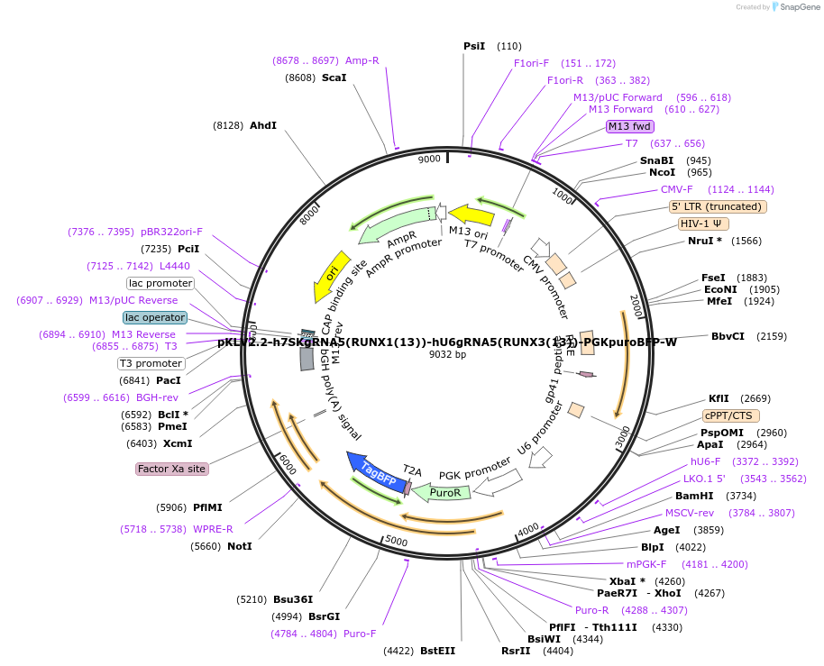208570-plasmid-map-sequence-id-419631