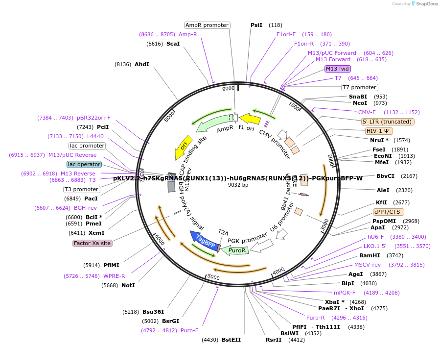 208569-plasmid-map-sequence-id-419633