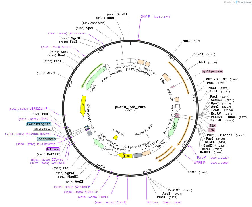 211364-plasmid-map-sequence-id-419651