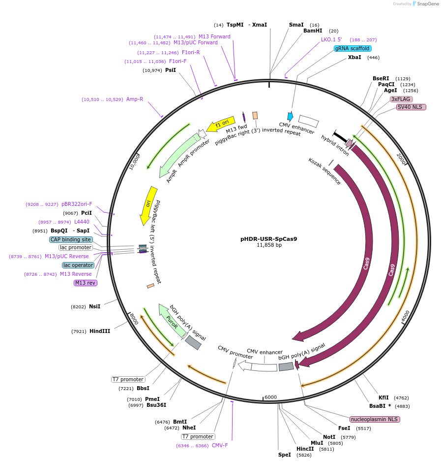208829-plasmid-map-sequence-id-419661