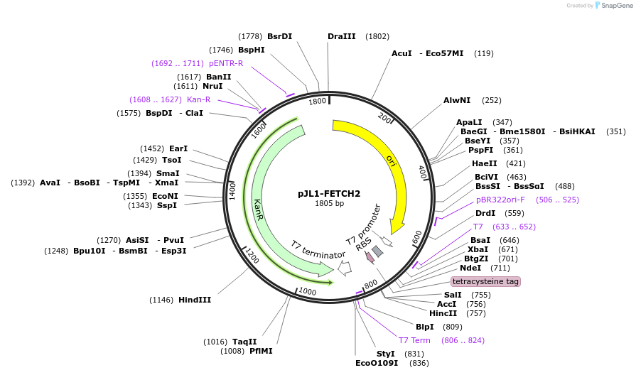 210645-plasmid-map-sequence-id-419664