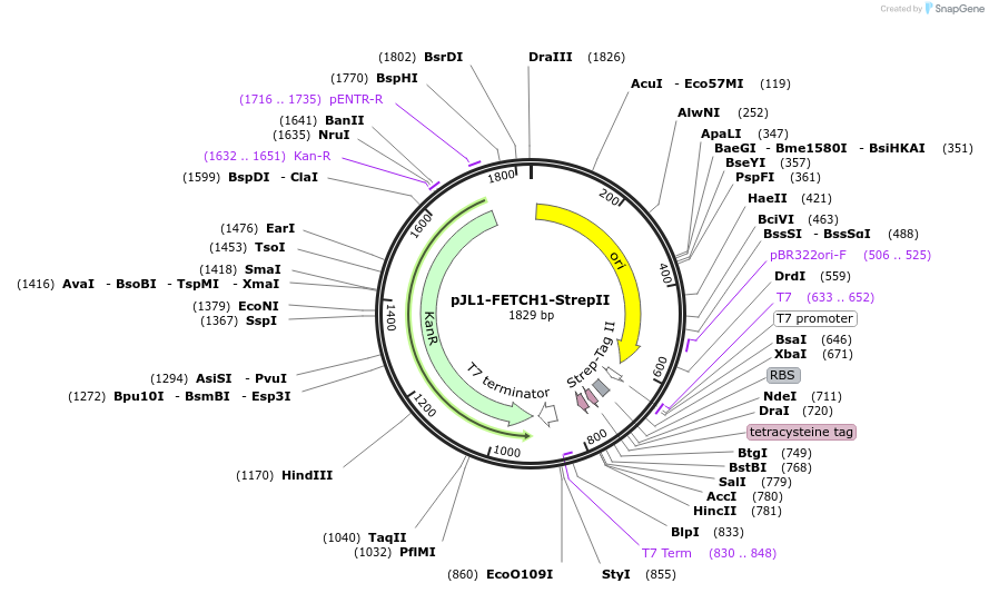 210648-plasmid-map-sequence-id-419666